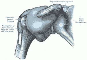 Shoulder joint