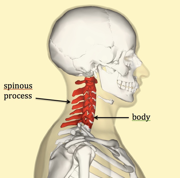 Neck Pain - ACE Physical Therapy and Sports Medicine Institute