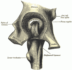 Hip Joint