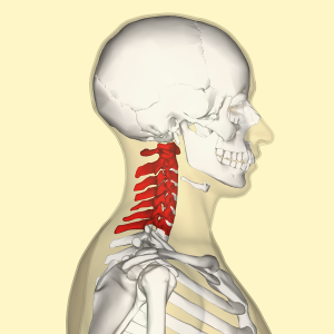 Anatomy of Neck