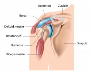 Shoulder Diagram