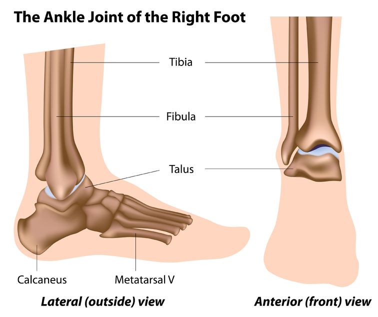 Ankle and Foot Diagram