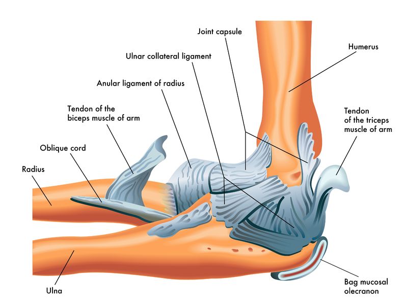 Ligament Repair Natural Apothecary Shoppe