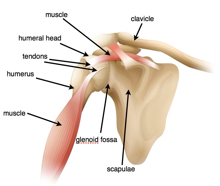 Разрыв губы гленоида. Повреждение гленоида лопатки. Гленоида плечевого сустава. Гленоида лопатки анатомия. Гленоид плечевого сустава анатомия.