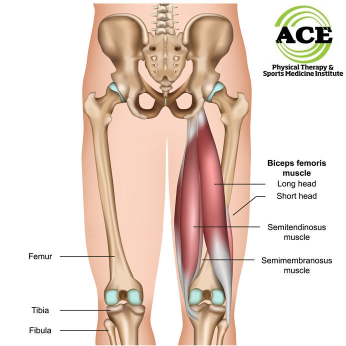 strengthening hamstring